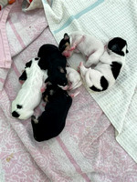 Kona's Puppies