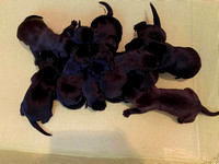 Sara's Puppies