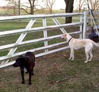 Sandy on a play date with Sally