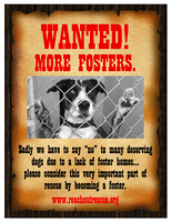 Urgent! We Need Foster Homes For These Dogs!
