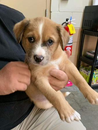 Alec Puppy - 02/19