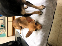 Chico Chi