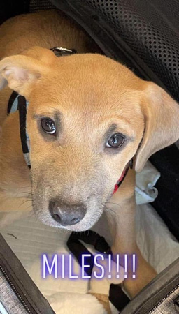 Puppy Miles - 01/06