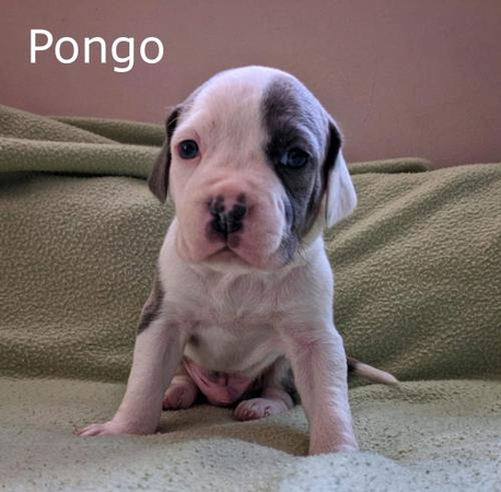 Pongo Puppy (Harlee's) - 2/27