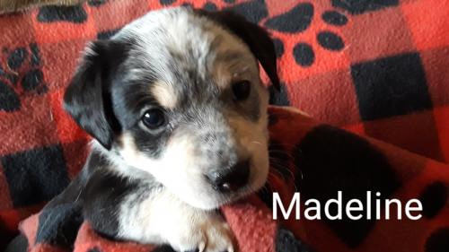 Madeline Puppy (Daisy's) - 6/21