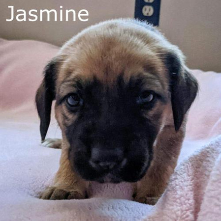 Jasmine Puppy (Harlee's) - 2/27