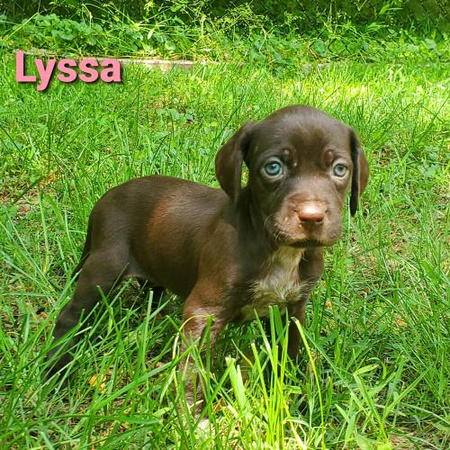 Lyssa Puppy (Luna's) - 7/2
