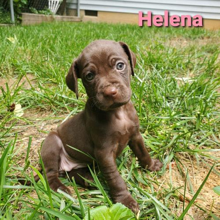 Helena Puppy (Luna's) - 6/27