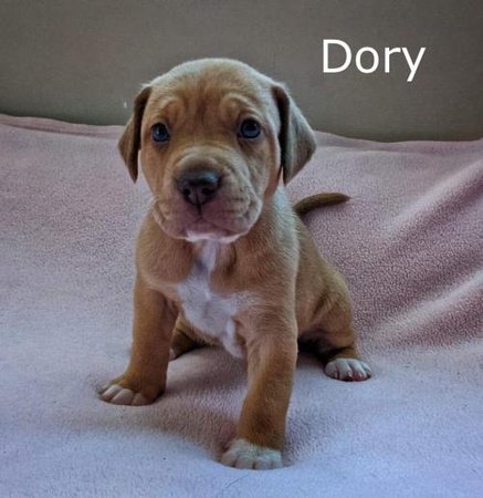 Dory Puppy (Harlee's) - 3/1