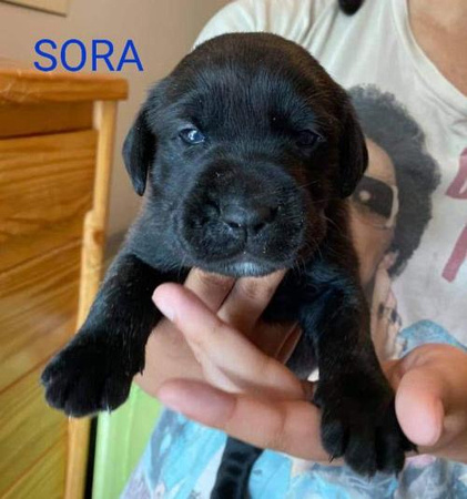 Sora Puppy (Sara's) - 5/22