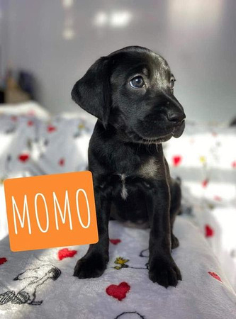 Momo Puppy (Sara's) - 5/22