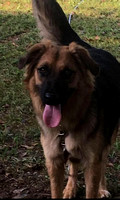 Taaka