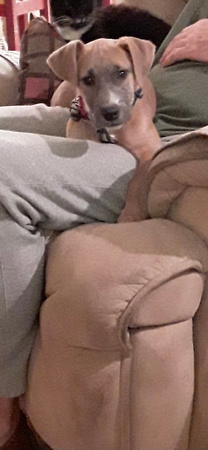 Puppy Louie - 02/19