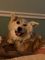 Toby