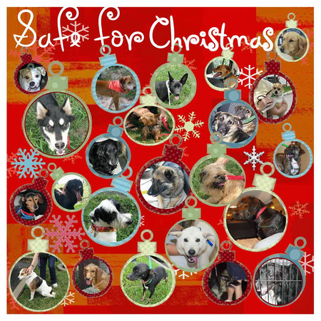 Tribute to Dogs Saved in 2011, by Diane Mason